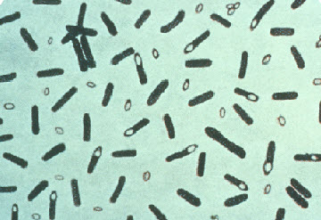 Độc tố nguy hiểm nhất với con người